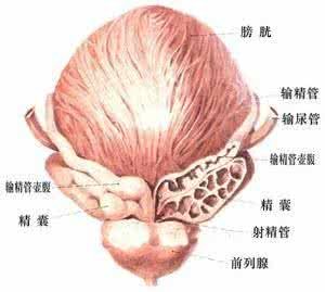 膀胱炎